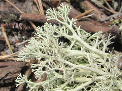 Cladonia submitis