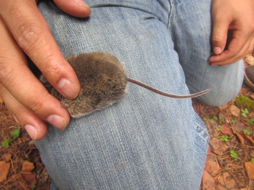 Black-eared Mouse