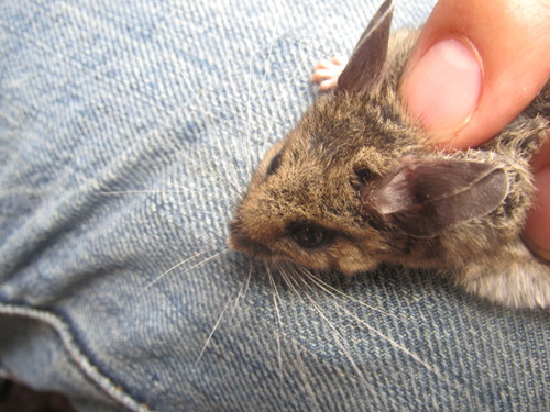 Black-eared Mouse