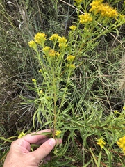 Solidago nitida
