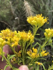 Solidago nitida