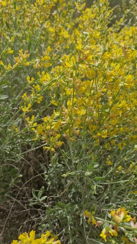 Image of Anthyllis cytisoides by (c) Antonio Requena Serrano, some rights reserved (CC BY)