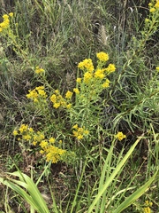 Solidago nitida