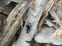 Anthelephila caerulea