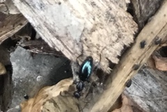 Anthelephila caerulea