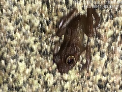 Eleutherodactylus cooki