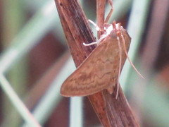 Ostrinia