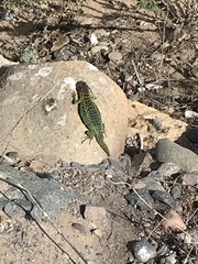 Liolaemus zapallarensis