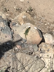 Liolaemus zapallarensis