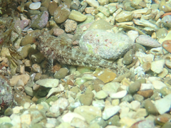 Gobius cruentatus