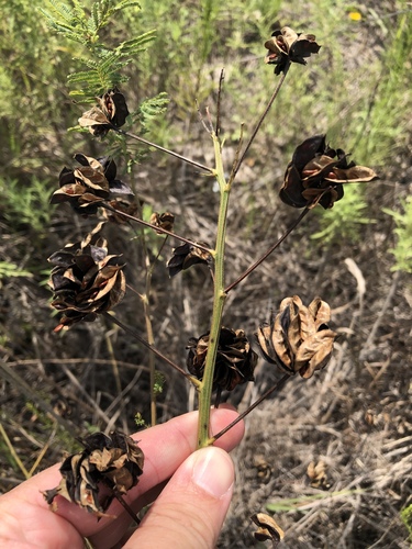 Desmanthus illinoensis