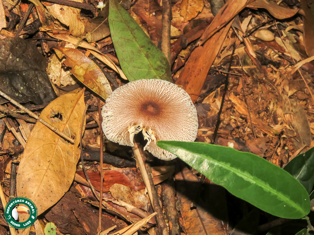 Chlorophyllum tenue · April 2025 · photo: © diogoluiz (iNaturalist, cc-by)