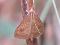 Ostrinia