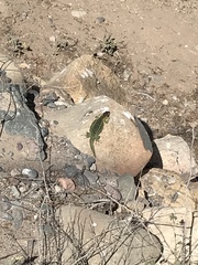 Liolaemus zapallarensis