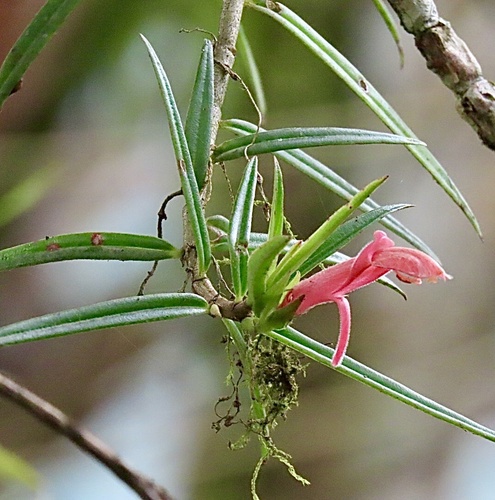 Columnea linearis, photograph 3