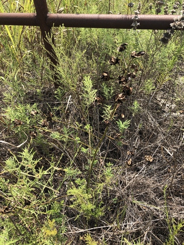 Desmanthus illinoensis
