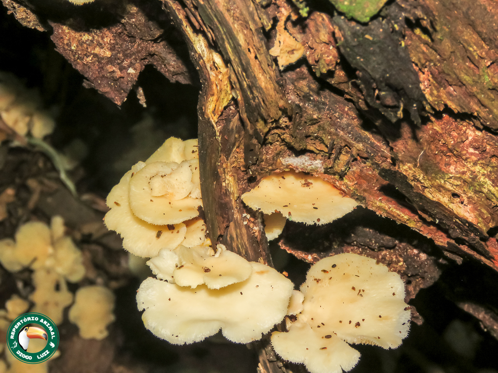 Favolus brasiliensis · April 2025 · photo: © diogoluiz (iNaturalist, cc-by)