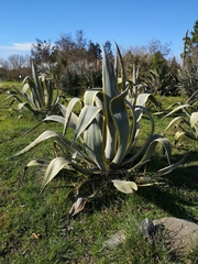 Agave
