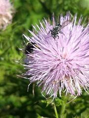 Triepeolus donatus