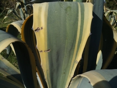 Agave