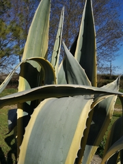 Agave