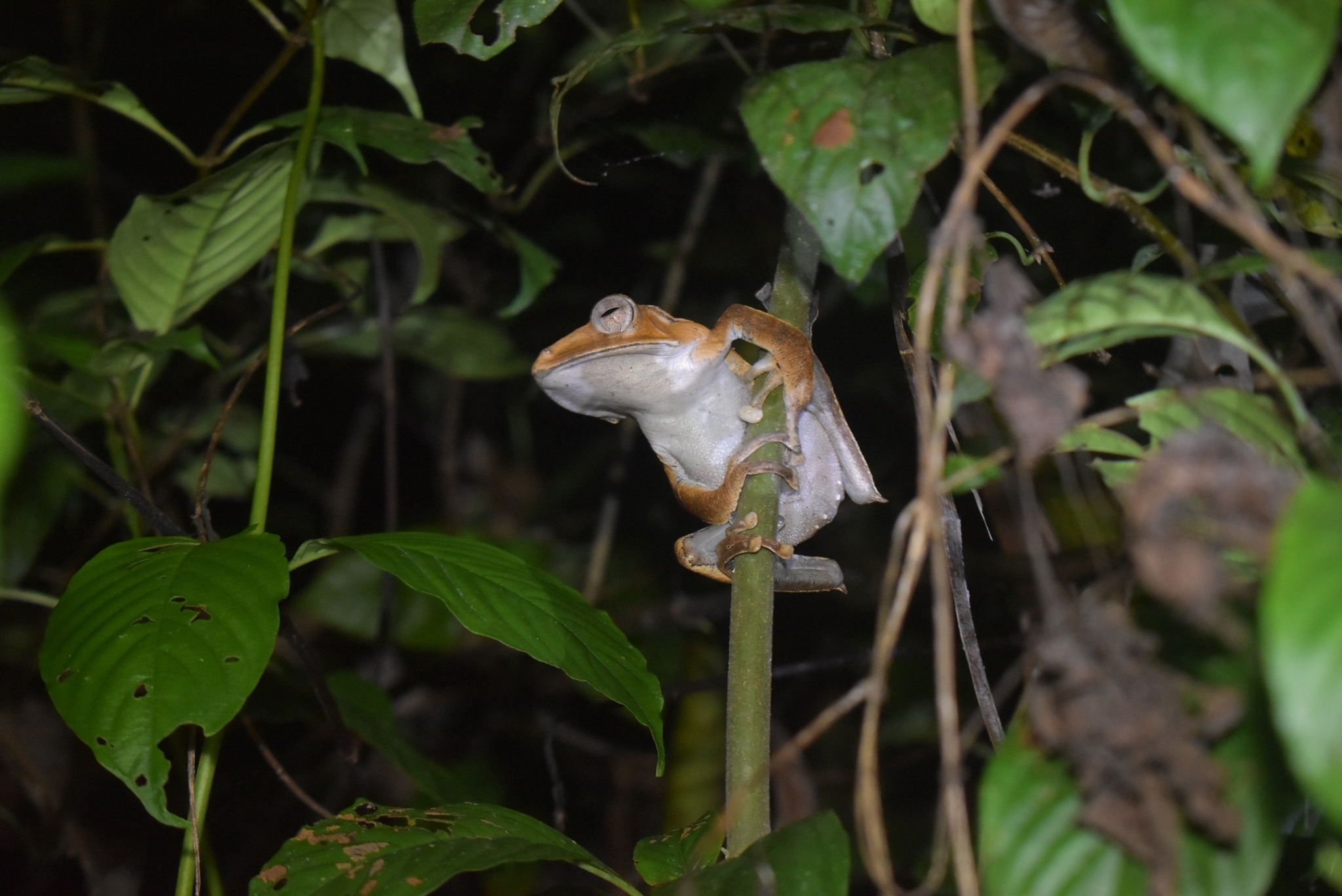 False File-Eared Tree Frog photo 8