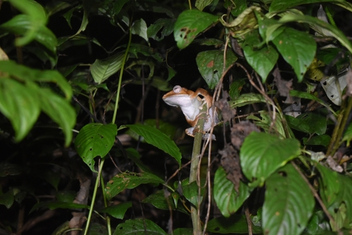 Polypedates pseudotilophus