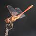 Southern Darter - Photo (c) Ernesto Cavallini, some rights reserved (CC BY-NC), uploaded by Ernesto Cavallini