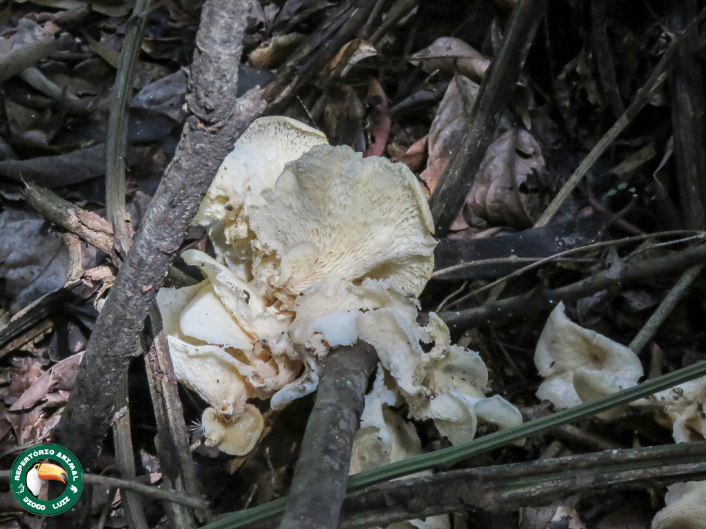 Favolus brasiliensis · April 2025 · photo: © diogoluiz (iNaturalist, cc-by)