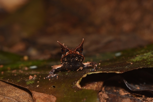 Megophrys nasuta