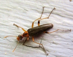 Cephaloon lepturides