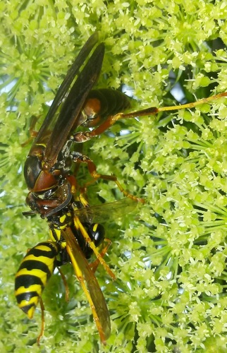 Northern Paper Wasp photo 3