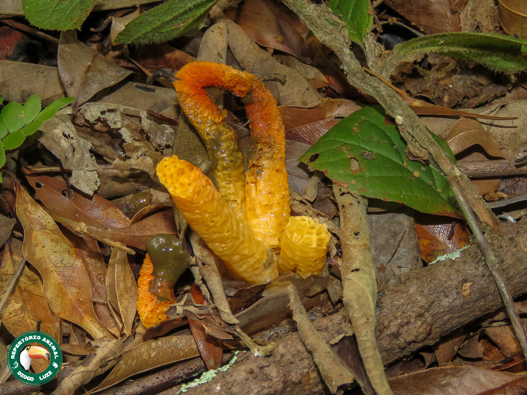 Clathrus columnatus · April 2025 · photo: © diogoluiz (iNaturalist, cc-by)