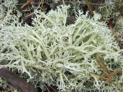 Cladonia boryi