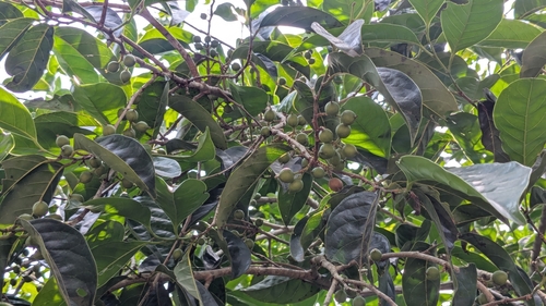 Deccan Aporosa (Aporosa cardiosperma)
