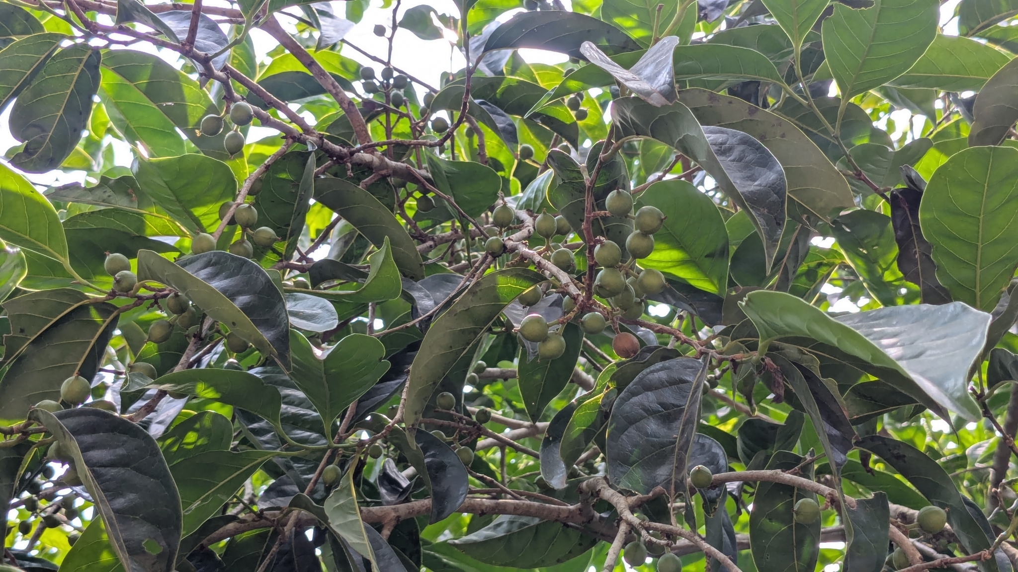 Deccan Aporosa (Aporosa cardiosperma)