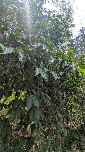 Aporosa cardiosperma, photograph 5
