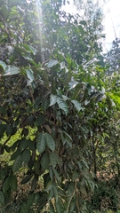 Aporosa cardiosperma, photograph (c) Ashwit Shetty, some rights reserved (CC BY)