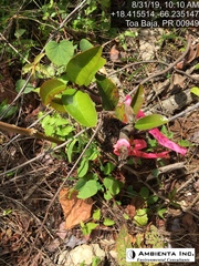 Ottoschulzia rhodoxylon