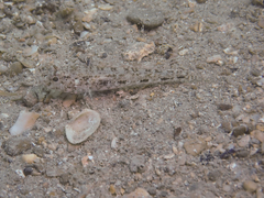 Gobius cruentatus