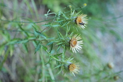 Carlina vulgaris
