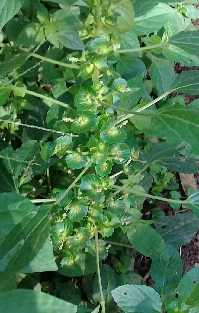 Acalypha mexicana