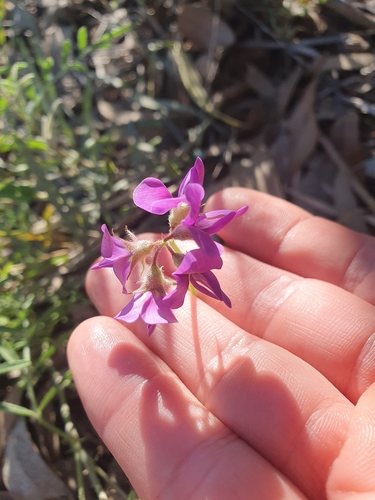 Image of Lilac Darling Pea (Swainsona phacoides) by (c) maxark, some rights reserved (CC BY)