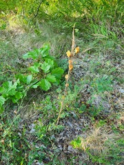 Ornithogalum pyramidale