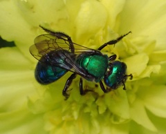 Augochlora