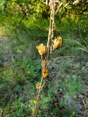 Ornithogalum pyramidale