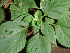 Collinsonia canadensis