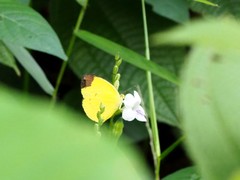 Eurema sari
