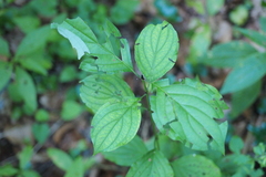 Cornus mas