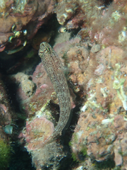 Gobius fallax